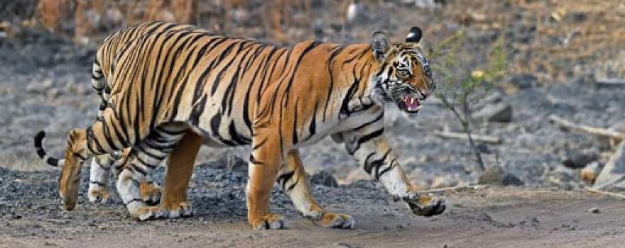 Tipeshwar Wildlife Sanctuary