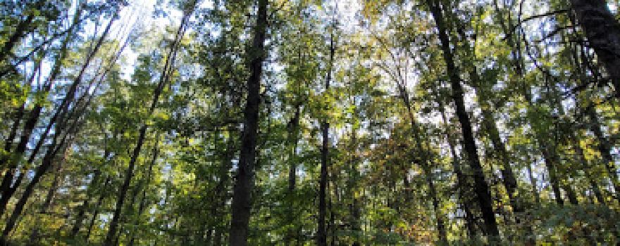 Veterans Memorial Park