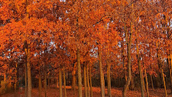 Hammond Hills Mountain Bike Trail