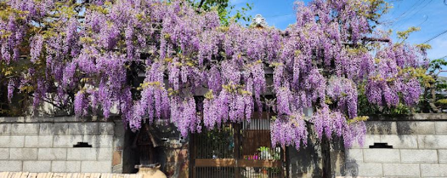 Nodafuji Wisteria