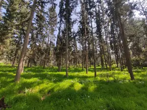 Cyclamen Hill - Tal Shahar