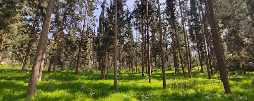 Cyclamen Hill - Tal Shahar