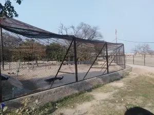 카말리아 플랜타티온