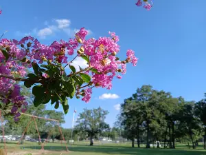 Teague City Park