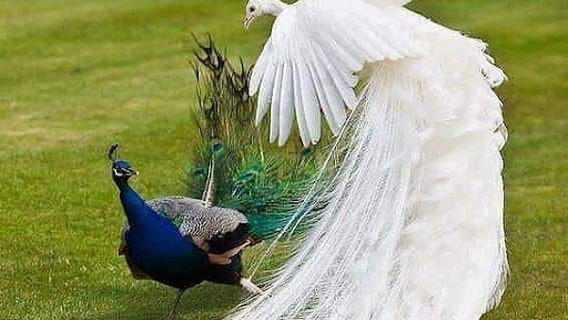 Alklaklat Grand Park