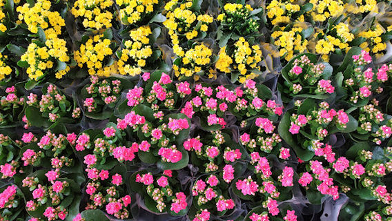 Bahçe Çiçekçilik