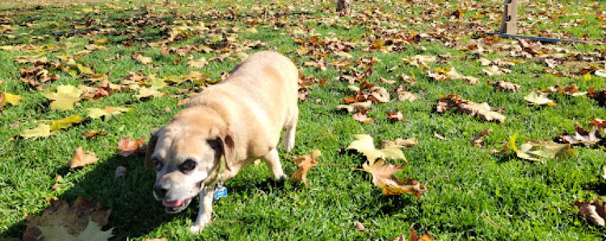 Selinsgrove Dog Park