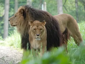 Knowsley Safari
