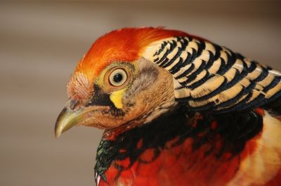 Rosedale Homestead Campground, Animal and Bird Sanctuary
