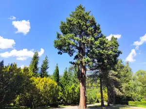 Nadleśnictwo Kaliska - Arboretum Wirty. Leśny Ogród Dendrologiczny
