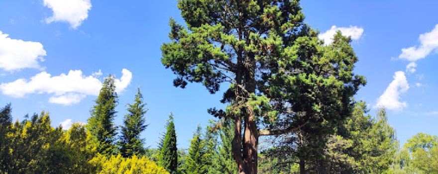 Nadleśnictwo Kaliska - Arboretum Wirty. Leśny Ogród Dendrologiczny