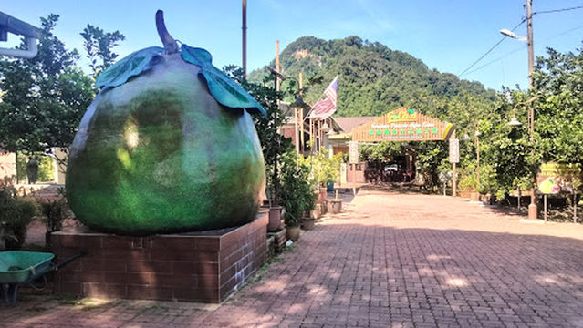 Tambun Pomelo GoChin Agro Farm