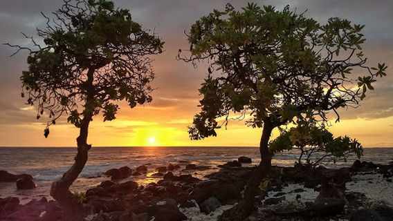 Pine Trees Surfing Beach
