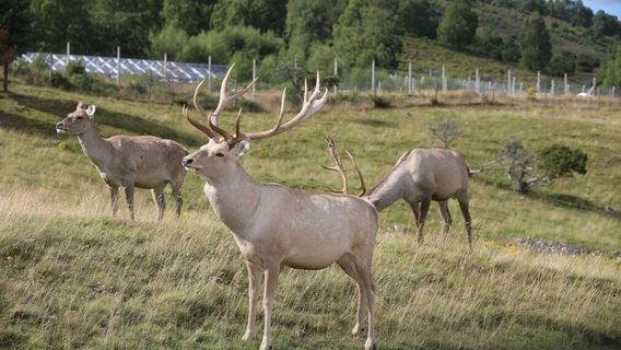 Highland Wildlife Park