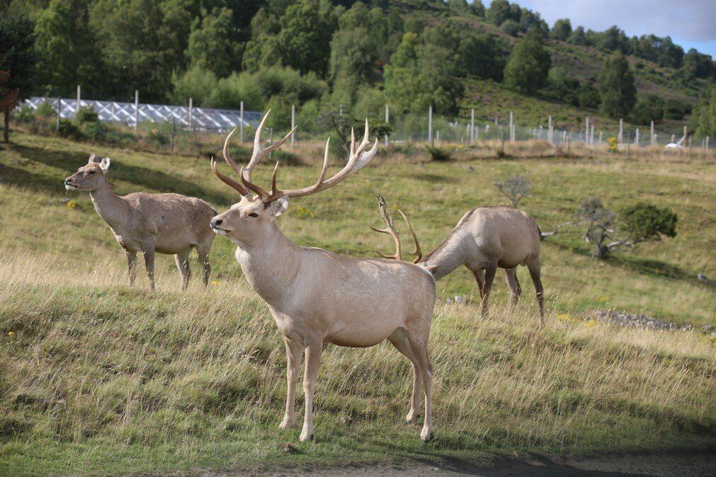 Highland Wildlife Park