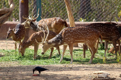 Nahargarh Biological Park