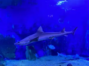 Acquario Cala Gonone