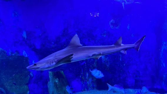 Acquario di Cala Gonone