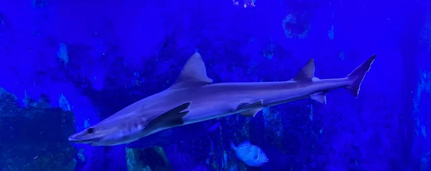 Acquario di Cala Gonone