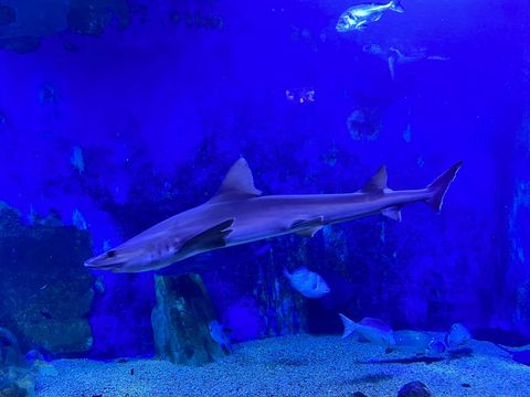 Acquario di Cala Gonone