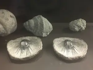 Museum of Evolution Tehuacán