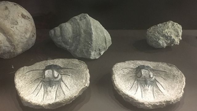 Museum of Evolution Tehuacán