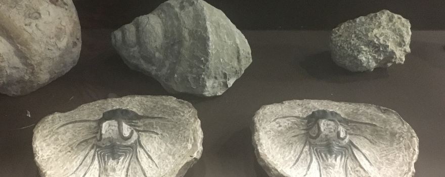 Museum of Evolution Tehuacán