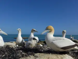 Gannet Beach Adventures