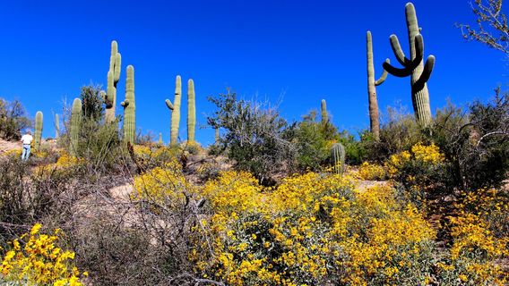 Rincon Mountain Visitor Center