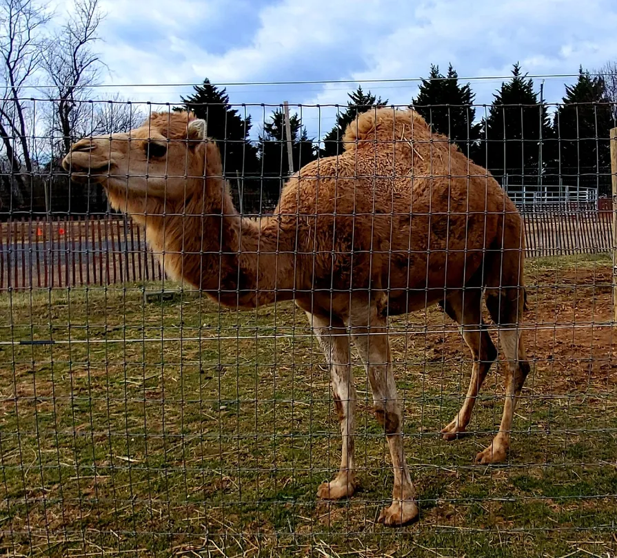 4_Leesburg Animal Park