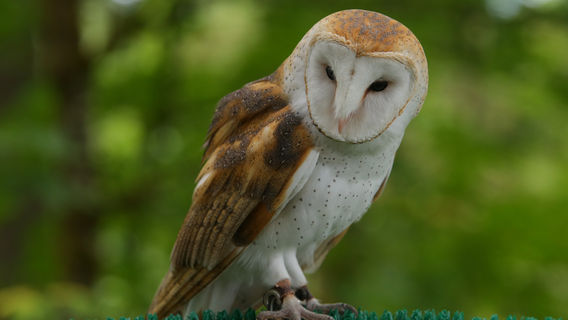 Cascades Raptor Center