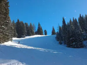 Bluewood