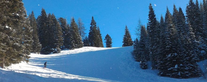 Bluewood