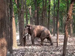 Corbett Safari