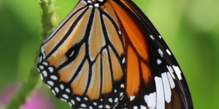 Butterfly park - Ovalekar Wadi