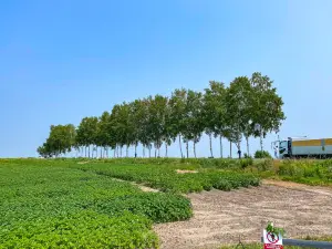 Seven Stars Tree