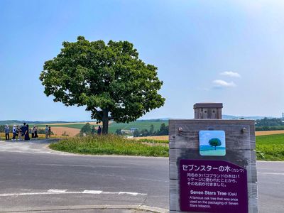 Seven Stars Tree