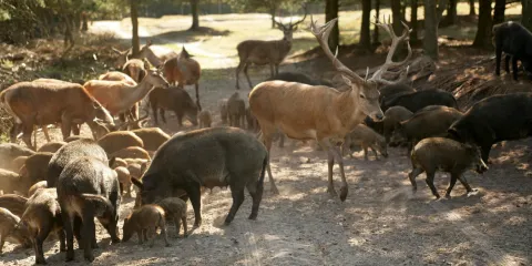 Rogegaard Naturreservat