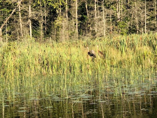 Yankee Springs Recreation Area