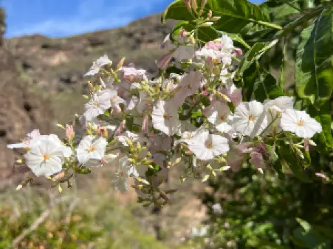Barranco del Infierno