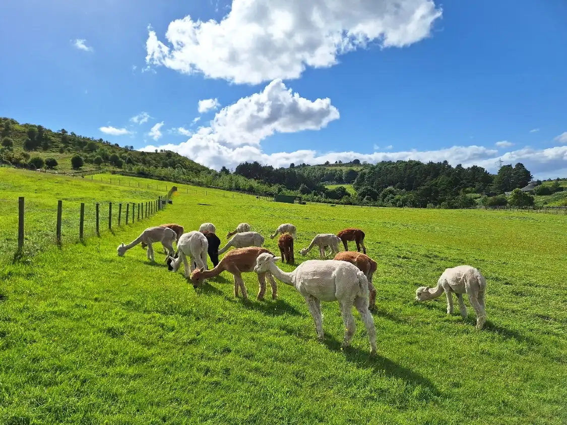 Hotel in zona BobCat Alpacas