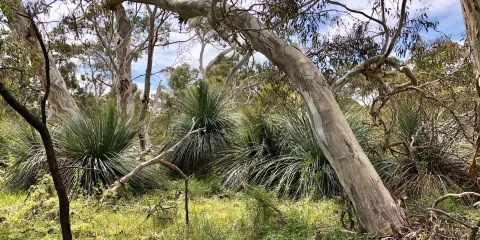 Scott Conservation Park