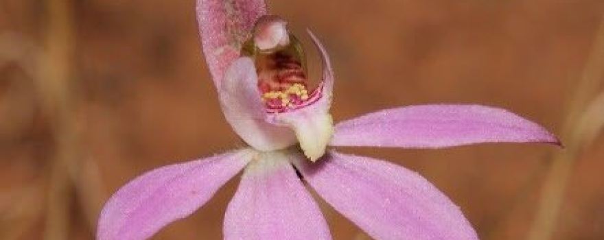 Mount Jeffcott Flora and Fauna Reserve