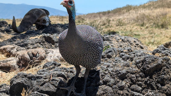 Predators Safari Club