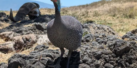 Predators Safari Club