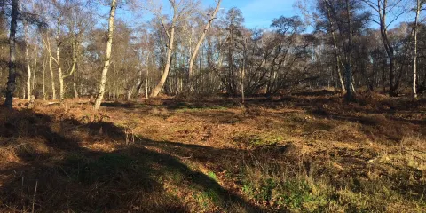 Holme Fen National Nature Reserve