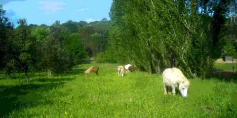 La Petite Ferme Des 3.6.9