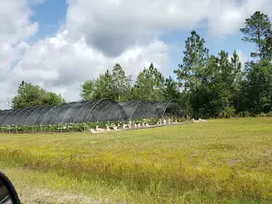 Thedaylilystore.com