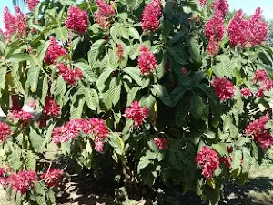 Vivero Formosa Verde