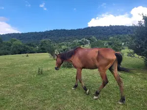 Horse riding